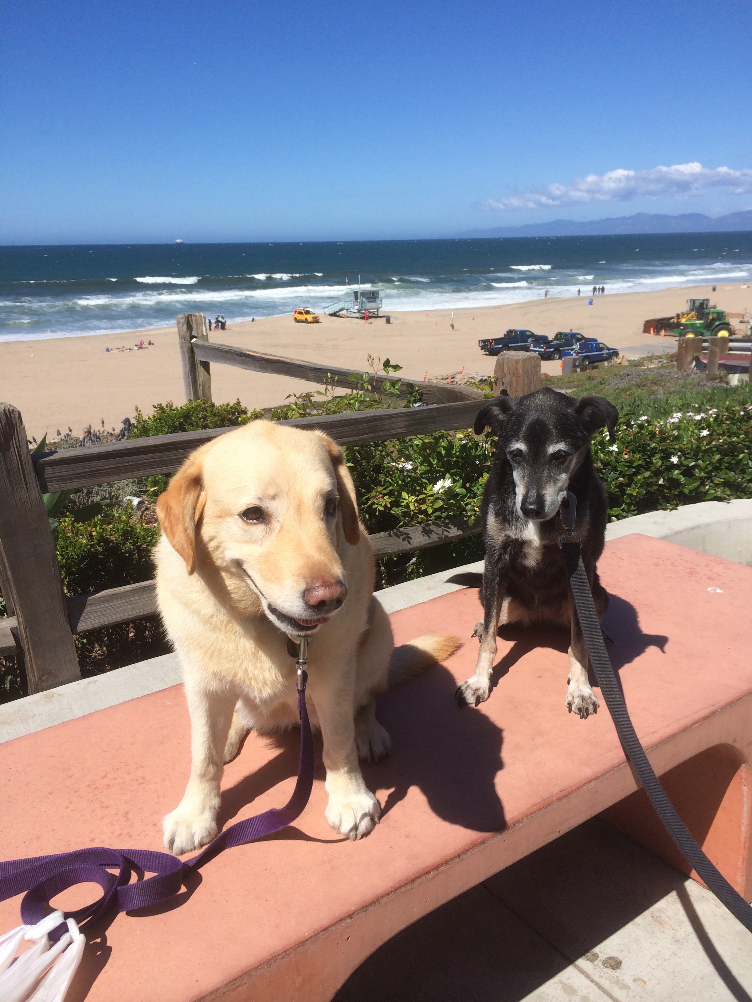 dogs at beach