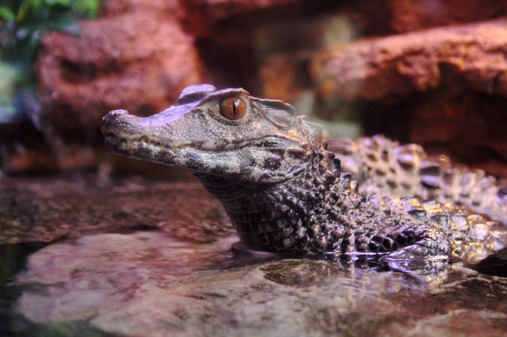 Caiman Alligator