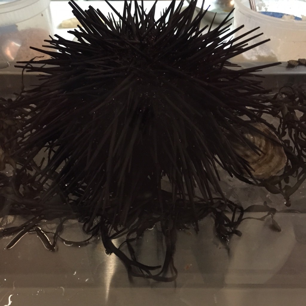 Uni/Sea Urchin