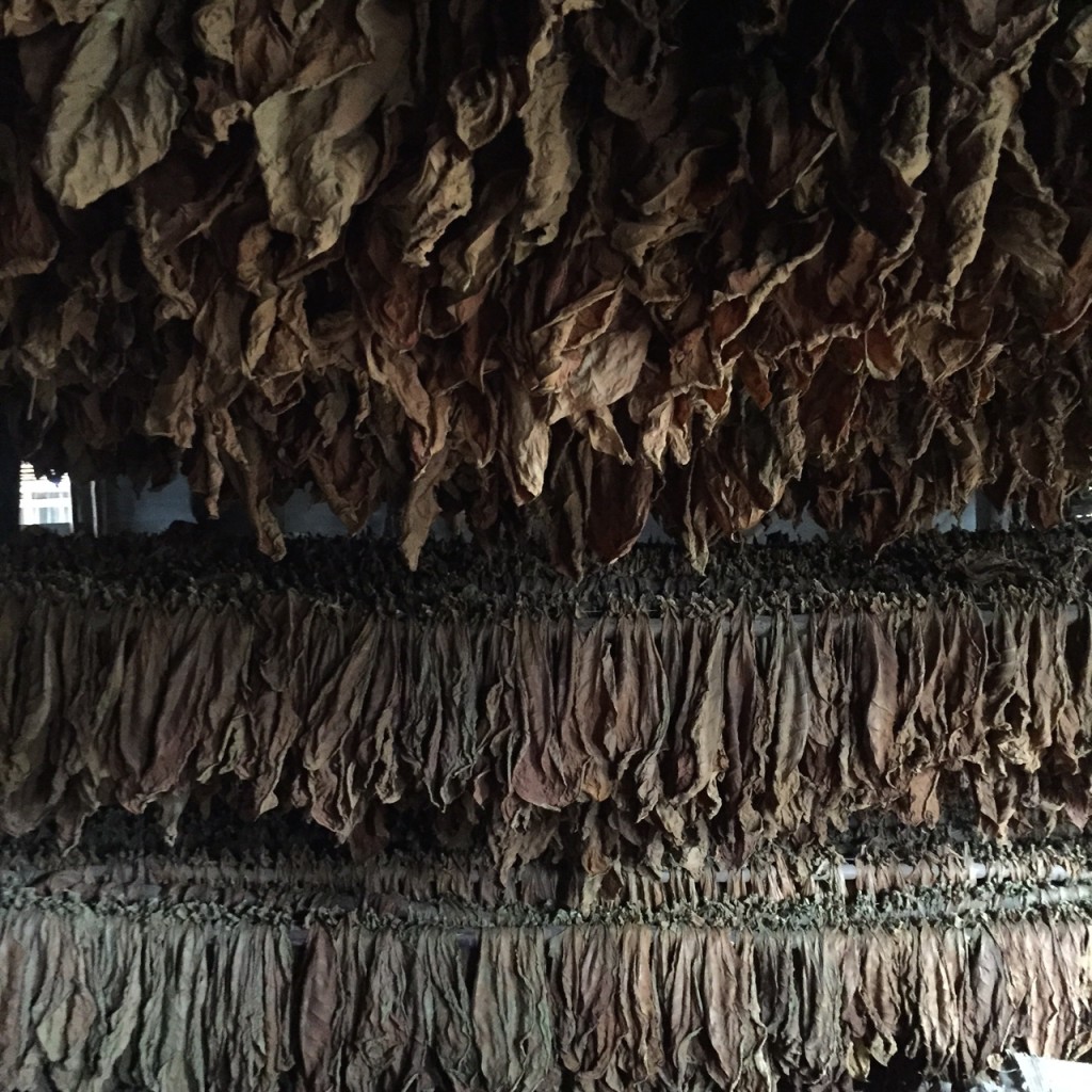 Tobacco Leaves Drying