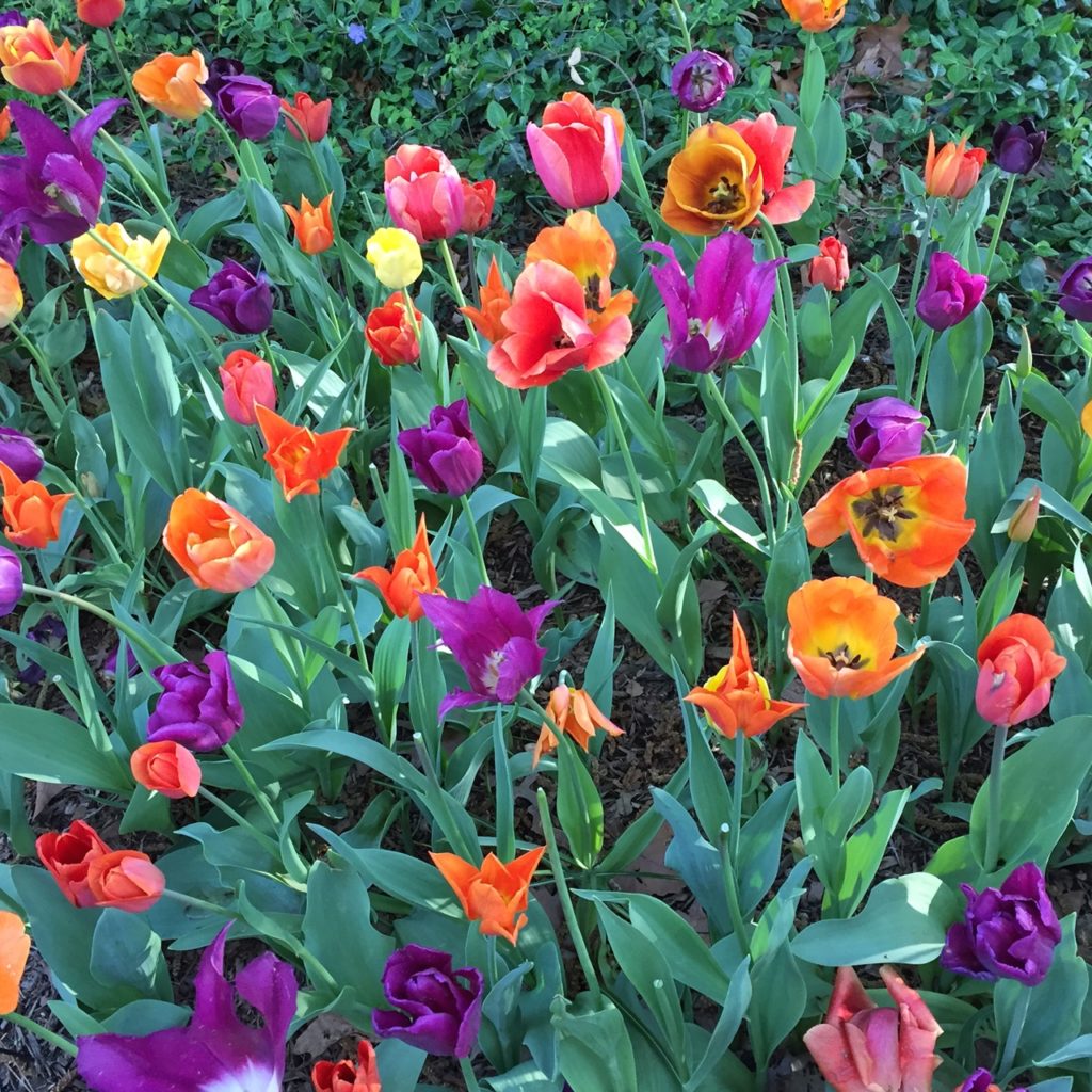 Tulipa in Central Park